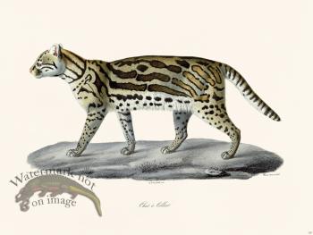 Cuvier 120 Cat In Collier